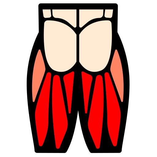 infographie d'un bas du corps de dos avec les ischios jambier en sur-brillance
